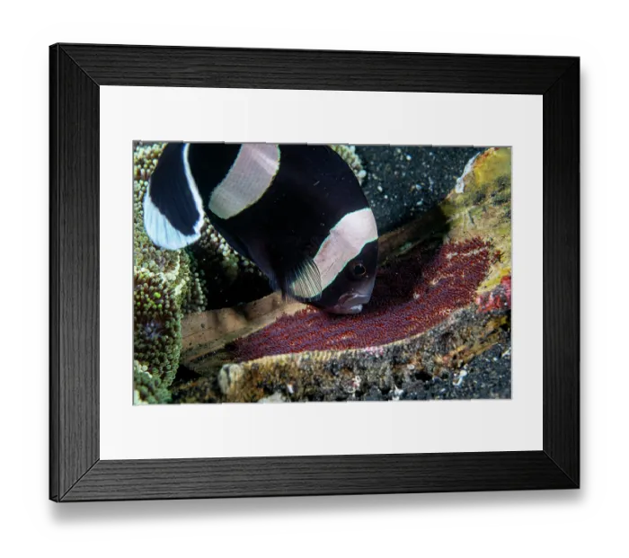 Framed Print : Saddleback anemonefish (Amphiprion polymnus) guarding its eggs, laid in the sole of a discarded shoe, Lembeh Strait, North Sulawesi, Indonesia, Pacific Ocean Framed Print : Saddleback anemonefish (Amphiprion polymnus) guarding its eggs, laid in the sole of a discarded shoe, Lembeh Strait, North Sulawesi, Indonesia, Pacific Ocean
