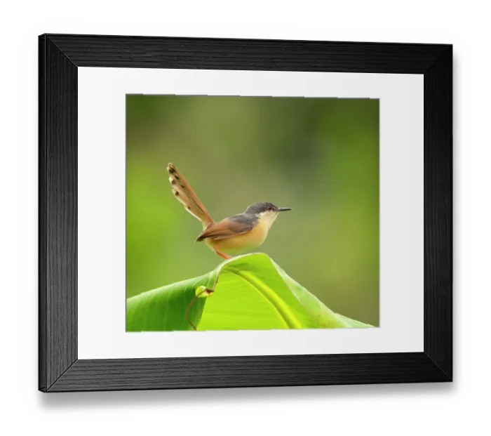 Framed Print : Ashy prinia (Prinia socialis) perched on a leaf, Rajasthan, India Framed Print : Ashy prinia (Prinia socialis) perched on a leaf, Rajasthan, India
