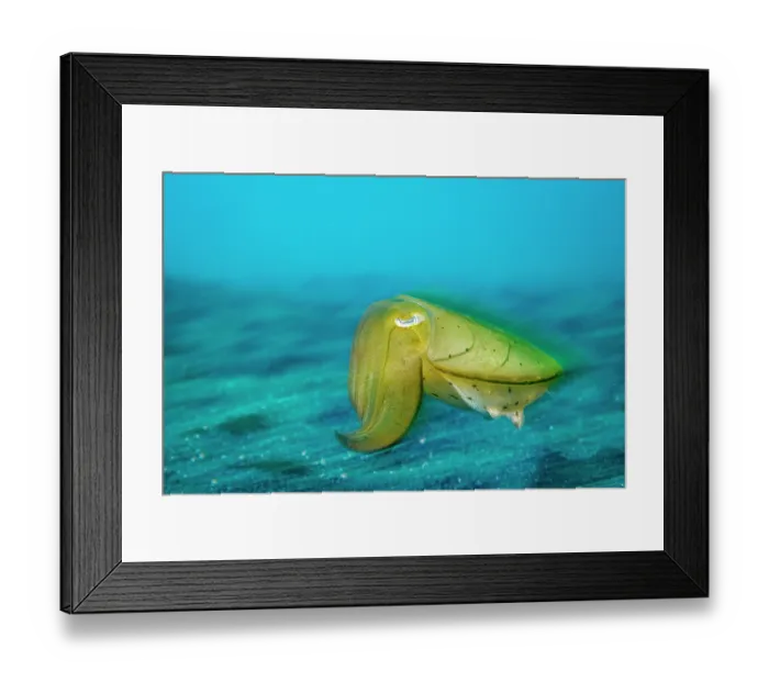 Framed Print : Broadclub cuttlefish (Sepia latimanus) juvenile moving over black sandy seabed, Lembeh Strait, North Sulawesi, Indonesia, Pacific Ocean Framed Print : Broadclub cuttlefish (Sepia latimanus) juvenile moving over black sandy seabed, Lembeh Strait, North Sulawesi, Indonesia, Pacific Ocean