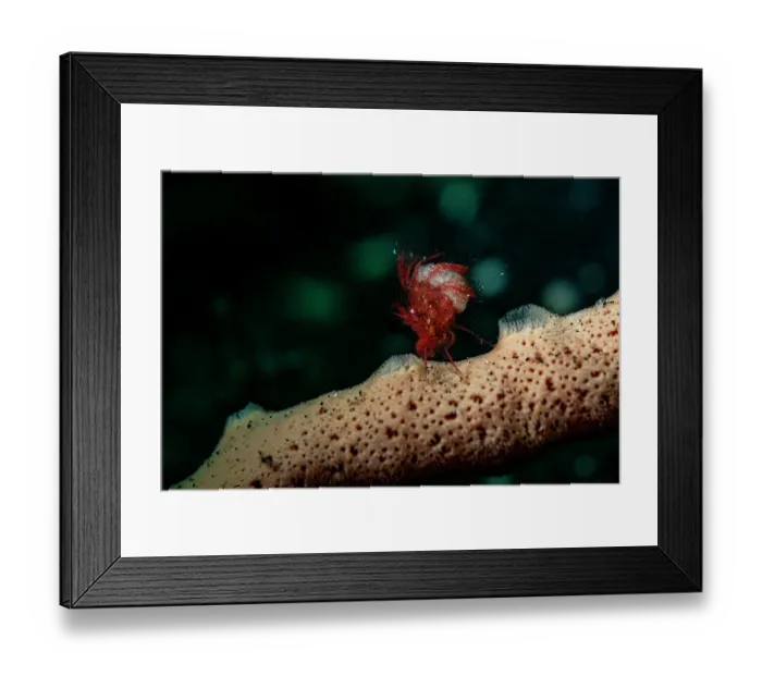 Framed Print : Hairy shrimp (Phycocaris simulans) with eggs on a sponge, Lembeh Strait, North Sulawesi, Indonesia, Pacific Ocean Framed Print : Hairy shrimp (Phycocaris simulans) with eggs on a sponge, Lembeh Strait, North Sulawesi, Indonesia, Pacific Ocean