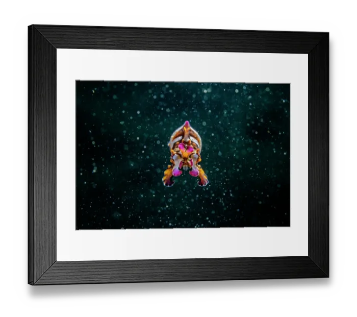 Framed Print : Pfeffer's flamboyant cuttlefish (Metasepia pfefferi) portrait, Lembeh Strait, North Sulawesi, Indonesia, Pacific Ocean Framed Print : Pfeffer's flamboyant cuttlefish (Metasepia pfefferi) portrait, Lembeh Strait, North Sulawesi, Indonesia, Pacific Ocean