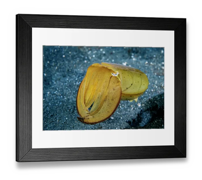 Framed Print : Broadclub cuttlefish (Sepia latimanus) juvenile moving over black sandy seabed, Lembeh Strait, North Sulawesi, Indonesia, Pacific Ocean Framed Print : Broadclub cuttlefish (Sepia latimanus) juvenile moving over black sandy seabed, Lembeh Strait, North Sulawesi, Indonesia, Pacific Ocean
