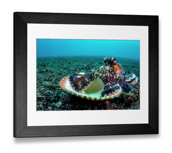 Framed Print : Coconut octopus (Octopus marginatus) walking along the seabed carrying its shell home, Lembeh Strait, North Sulawesi, Indonesia, Pacific Ocean Framed Print : Coconut octopus (Octopus marginatus) walking along the seabed carrying its shell home, Lembeh Strait, North Sulawesi, Indonesia, Pacific Ocean