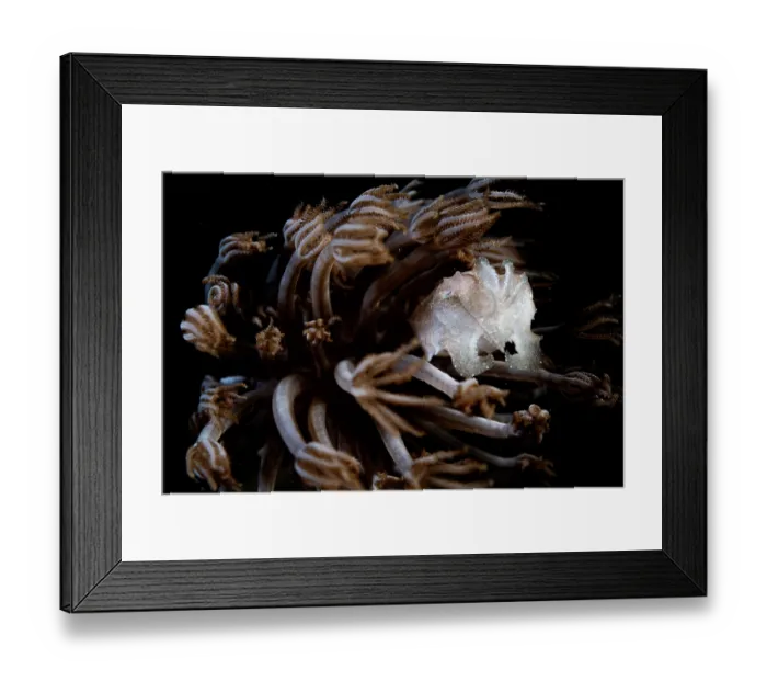 Framed Print : Broadclub cuttlefish (Sepia latimanus) sheltering in Pulsating xenid (Heteroxenia fuscescens) soft coral, Lembeh Strait, North Sulawesi, Indonesia, Pacific Ocean Framed Print : Broadclub cuttlefish (Sepia latimanus) sheltering in Pulsating xenid (Heteroxenia fuscescens) soft coral, Lembeh Strait, North Sulawesi, Indonesia, Pacific Ocean
