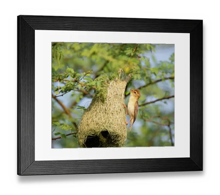 Framed Print : Baya weaver (Ploceus philippinus) female perched on hanging nest, Rajasthan, India Framed Print : Baya weaver (Ploceus philippinus) female perched on hanging nest, Rajasthan, India