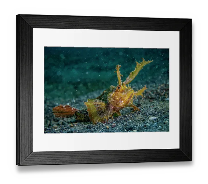 Framed Print : Ambon scorpionfish (Pteroidichthys amboinensis) resting on seabed, Lembeh Strait, North Sulawesi, Indonesia, Pacific Ocean Framed Print : Ambon scorpionfish (Pteroidichthys amboinensis) resting on seabed, Lembeh Strait, North Sulawesi, Indonesia, Pacific Ocean