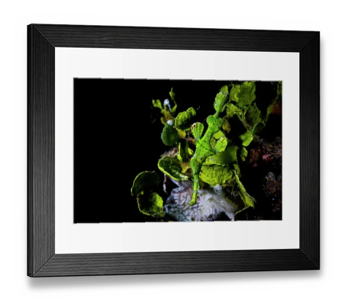 Framed Print : Halimeda ghost pipefish (Solenostomus halimeda) camouflaged among vegetation, Lembeh Strait, North Sulawesi, Indonesia, Pacific Ocean Framed Print : Halimeda ghost pipefish (Solenostomus halimeda) camouflaged among vegetation, Lembeh Strait, North Sulawesi, Indonesia, Pacific Ocean