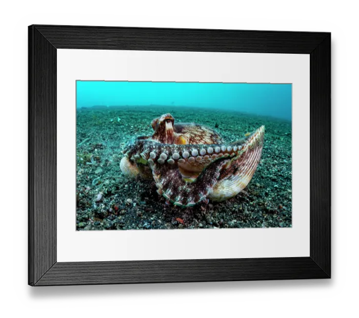 Framed Print : Coconut octopus (Octopus marginatus) on seabed grabbing two bivalve shells for its home, Lembeh Strait, North Sulawesi, Indonesia, Pacific Ocean Framed Print : Coconut octopus (Octopus marginatus) on seabed grabbing two bivalve shells for its home, Lembeh Strait, North Sulawesi, Indonesia, Pacific Ocean