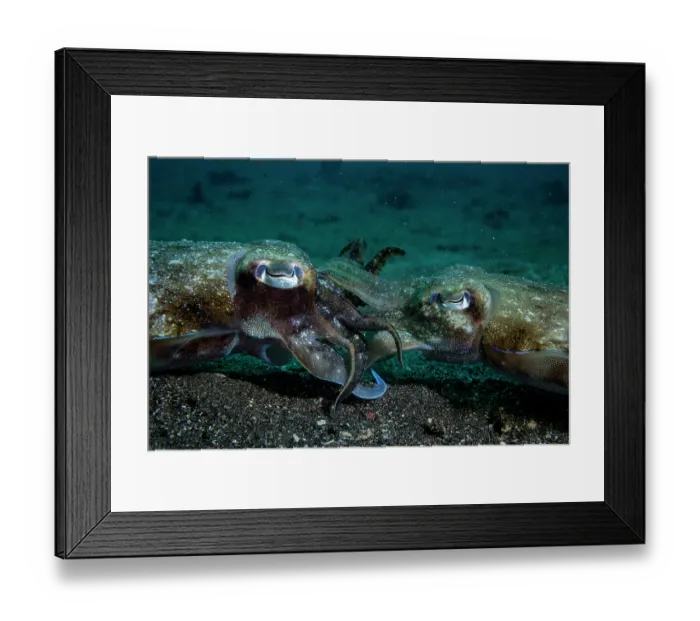 Framed Print : Golden cuttlefish (Sepia esculenta) pair mating Framed Print : Golden cuttlefish (Sepia esculenta) pair mating