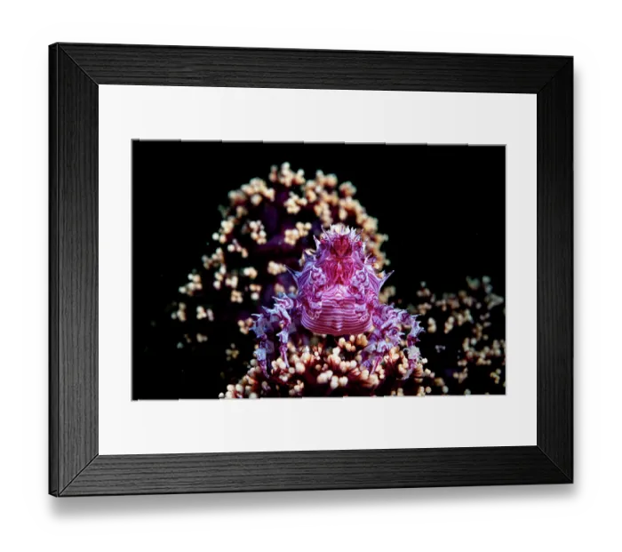 Framed Print : Candy crab (Hoplophrys oatesii) resting on soft coral, Lembeh Strait, North Sulawesi, Indonesia, Pacific Ocean Framed Print : Candy crab (Hoplophrys oatesii) resting on soft coral, Lembeh Strait, North Sulawesi, Indonesia, Pacific Ocean