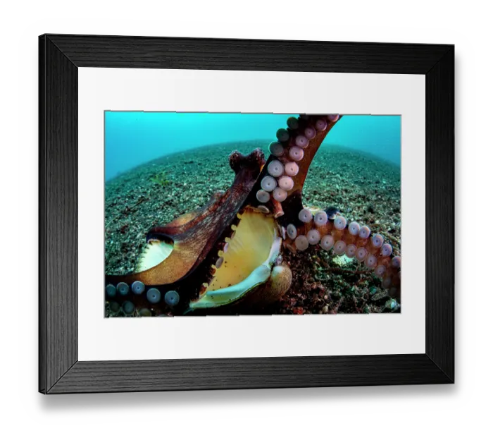 Framed Print : Coconut octopus (Octopus marginatus) flaring her arms and revealing her suckers as she exits her shell home, Lembeh Strait, North Sulawesi, Indonesia, Pacific Ocean Framed Print : Coconut octopus (Octopus marginatus) flaring her arms and revealing her suckers as she exits her shell home, Lembeh Strait, North Sulawesi, Indonesia, Pacific Ocean