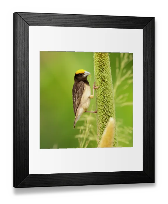 Framed Print : Black breasted weaver (Ploceus benghalensis) male in breeding plumage, feeding on Pearl millet (Pennisetum glaucum), Rajasthan, India Framed Print : Black breasted weaver (Ploceus benghalensis) male in breeding plumage, feeding on Pearl millet (Pennisetum glaucum), Rajasthan, India