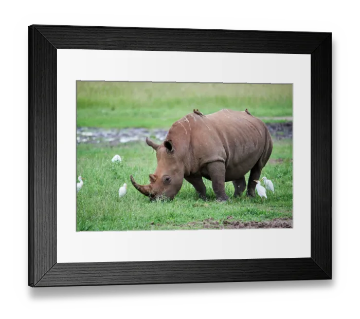 Framed Print : White rhinoceros (Ceratotherium simum) male, grazing in grassland with Cattle egrets (Bubulcus ibis), Akagera National Park, Rwanda Framed Print : White rhinoceros (Ceratotherium simum) male, grazing in grassland with Cattle egrets (Bubulcus ibis), Akagera National Park, Rwanda
