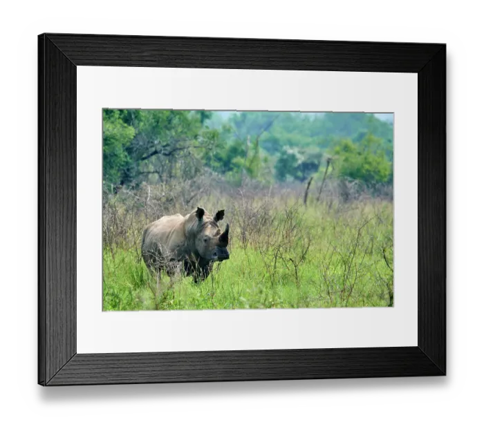 Framed Print : White rhinoceros (Ceratotherium simum) male, walking in grassland, Akagera National Park, Rwanda Framed Print : White rhinoceros (Ceratotherium simum) male, walking in grassland, Akagera National Park, Rwanda