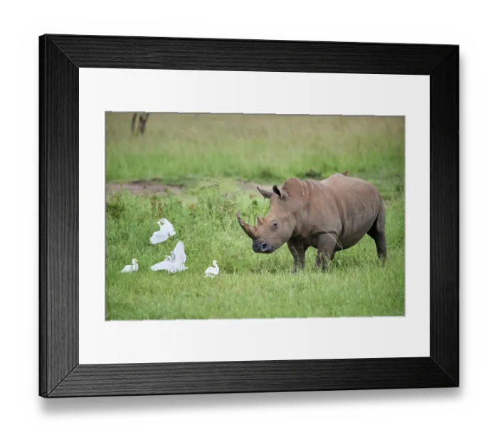 Framed Print : White rhinoceros (Ceratotherium simum) male, standing in grassland with Cattle egrets (Bubulcus ibis), Akagera National Park, Rwanda Framed Print : White rhinoceros (Ceratotherium simum) male, standing in grassland with Cattle egrets (Bubulcus ibis), Akagera National Park, Rwanda