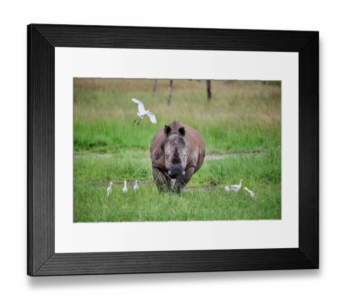 Framed Print : White rhinoceros (Ceratotherium simum) male, standing in grassland with Cattle egrets (Bubulcus ibis), Akagera National Park, Rwanda Framed Print : White rhinoceros (Ceratotherium simum) male, standing in grassland with Cattle egrets (Bubulcus ibis), Akagera National Park, Rwanda