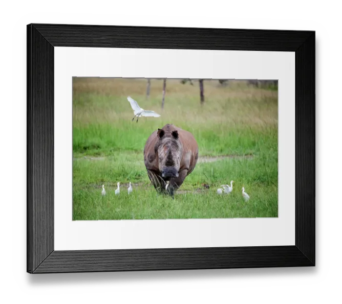 Framed Print : White rhinoceros (Ceratotherium simum) male, standing in grassland with Cattle egrets (Bubulcus ibis), Akagera National Park, Rwanda Framed Print : White rhinoceros (Ceratotherium simum) male, standing in grassland with Cattle egrets (Bubulcus ibis), Akagera National Park, Rwanda