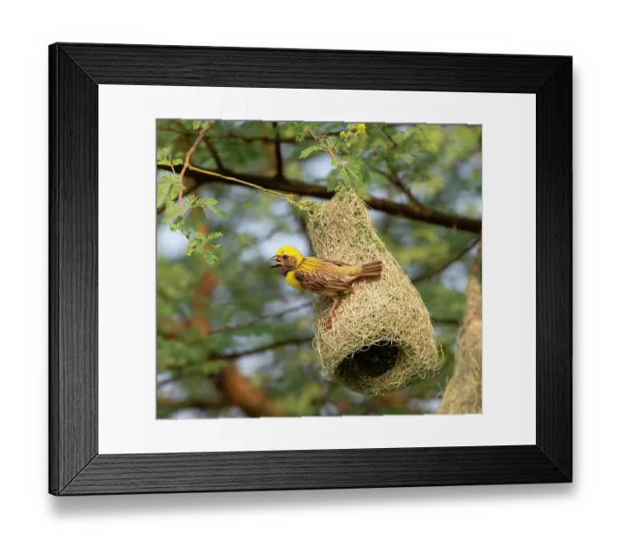 Framed Print : Baya weaver (Ploceus philippinus) male perched on hanging nest, Rajasthan, India Framed Print : Baya weaver (Ploceus philippinus) male perched on hanging nest, Rajasthan, India