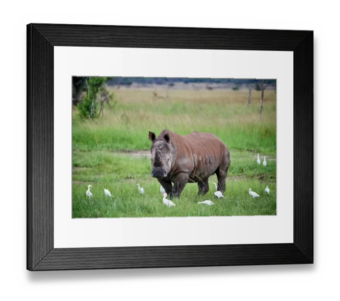 Framed Print : White rhinoceros (Ceratotherium simum) male, standing in grassland with Cattle egrets (Bubulcus ibis), Akagera National Park, Rwanda Framed Print : White rhinoceros (Ceratotherium simum) male, standing in grassland with Cattle egrets (Bubulcus ibis), Akagera National Park, Rwanda