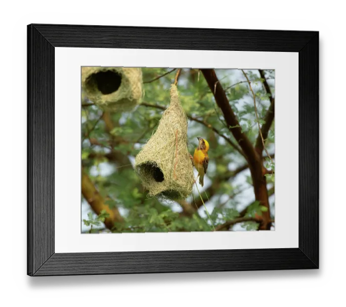 Framed Print : RF - Baya weaver (Ploceus philippinus) male perched on hanging nest, Rajasthan, India. (This image may be licensed either as rights managed or royalty free.) Framed Print : RF - Baya weaver (Ploceus philippinus) male perched on hanging nest, Rajasthan, India. (This image may be licensed either as rights managed or royalty free.)