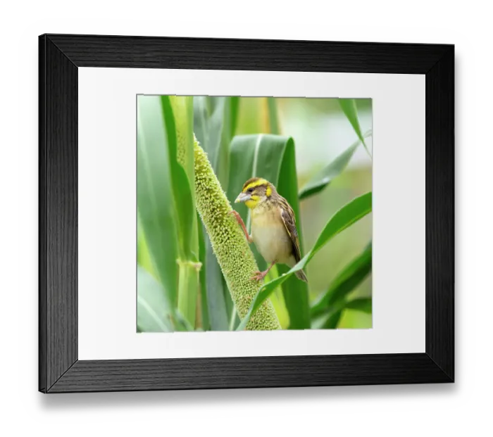 Framed Print : Black breasted weaver (Ploceus benghalensis) male, perched on Pearl millet (Pennisetum glaucum), Rajasthan, India Framed Print : Black breasted weaver (Ploceus benghalensis) male, perched on Pearl millet (Pennisetum glaucum), Rajasthan, India