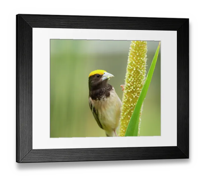 Framed Print : RF - Black breasted weaver (Ploceus benghalensis) male in breeding plumage, feeding on Pearl millet (Pennisetum glaucum), Rajasthan, India Framed Print : RF - Black breasted weaver (Ploceus benghalensis) male in breeding plumage, feeding on Pearl millet (Pennisetum glaucum), Rajasthan, India