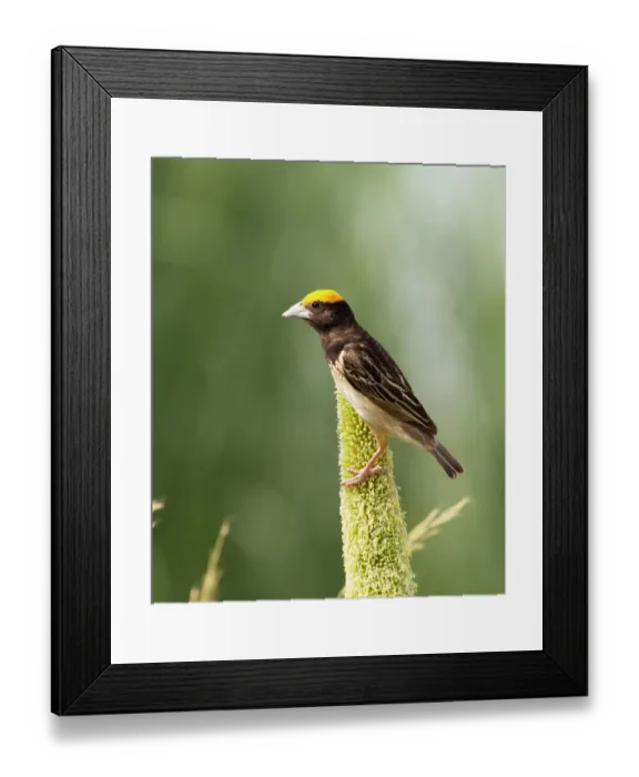 Framed Print : Black breasted weaver (Ploceus benghalensis) male in breeding plumage, perched on Pearl millet (Pennisetum glaucum), Rajasthan, India