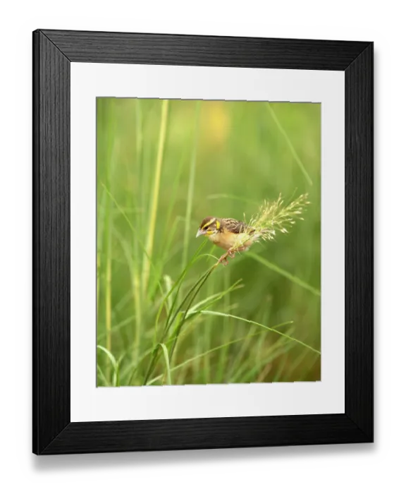 Framed Print : Black breasted weaver (Ploceus benghalensis) male, perched among grasses, Rajasthan, India Framed Print : Black breasted weaver (Ploceus benghalensis) male, perched among grasses, Rajasthan, India