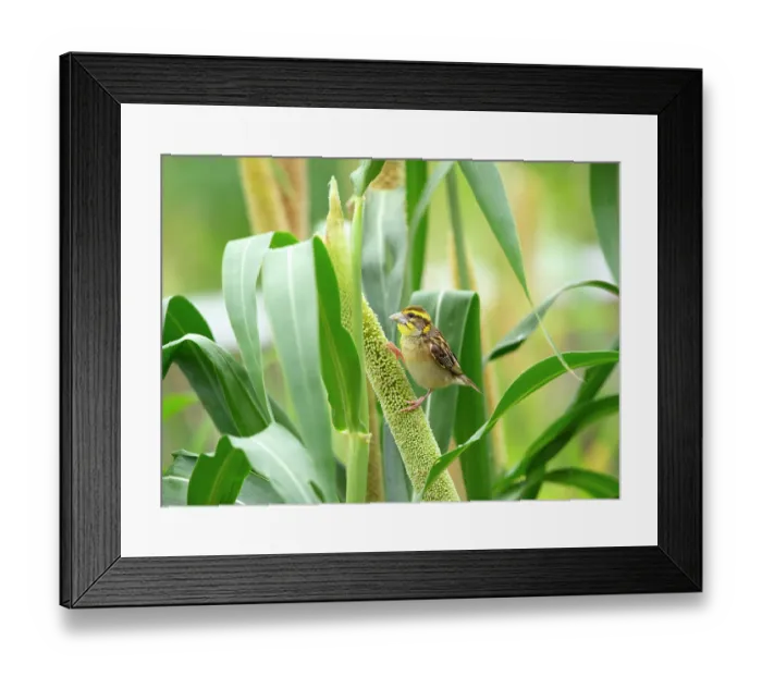 Framed Print : Black breasted weaver (Ploceus benghalensis) male perched on Pearl millet (Pennisetum glaucum), Rajasthan, India Framed Print : Black breasted weaver (Ploceus benghalensis) male perched on Pearl millet (Pennisetum glaucum), Rajasthan, India