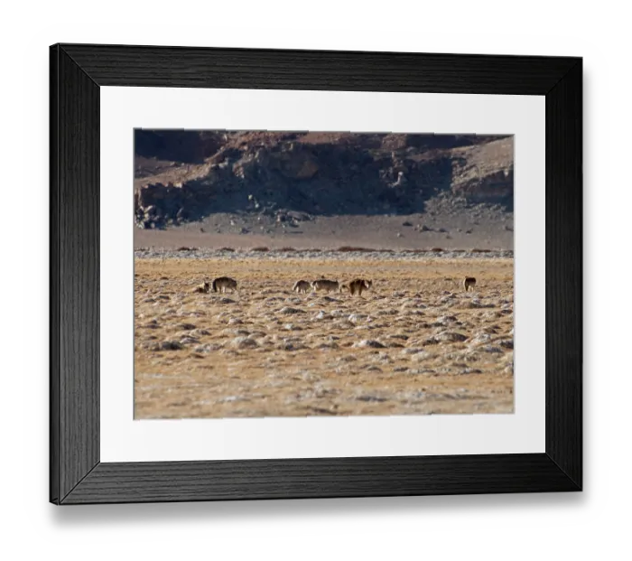 Framed Print : Himalayan wolves (Canis lupus chanco) pack in desert landscape, one defecating, Hanle, Ladakh, India Framed Print : Himalayan wolves (Canis lupus chanco) pack in desert landscape, one defecating, Hanle, Ladakh, India