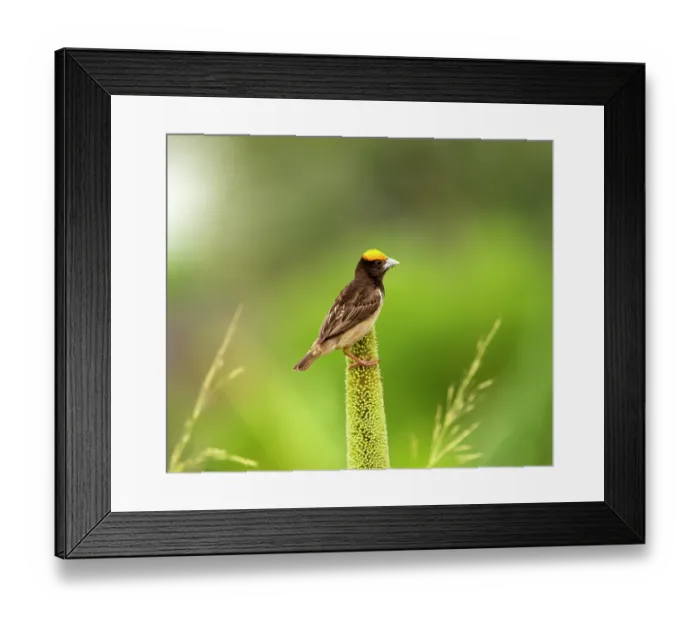 Framed Print : RF - Black breasted weaver (Ploceus benghalensis) male in breeding plumage, perched on Pearl millet (Pennisetum glaucum), Rajasthan, India Framed Print : RF - Black breasted weaver (Ploceus benghalensis) male in breeding plumage, perched on Pearl millet (Pennisetum glaucum), Rajasthan, India