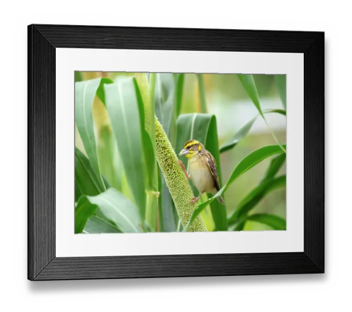 Framed Print : Black breasted weaver (Ploceus benghalensis) male perched on Pearl millet (Pennisetum glaucum), Rajasthan, India Framed Print : Black breasted weaver (Ploceus benghalensis) male perched on Pearl millet (Pennisetum glaucum), Rajasthan, India