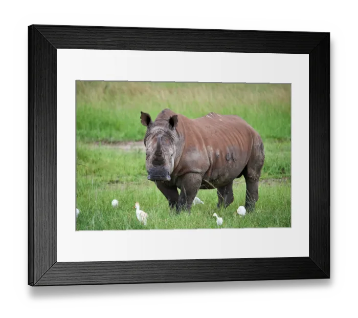 Framed Print : White rhinoceros (Ceratotherium simum) male, standing in grassland with Cattle egrets (Bubulcus ibis), Akagera National Park, Rwanda Framed Print : White rhinoceros (Ceratotherium simum) male, standing in grassland with Cattle egrets (Bubulcus ibis), Akagera National Park, Rwanda
