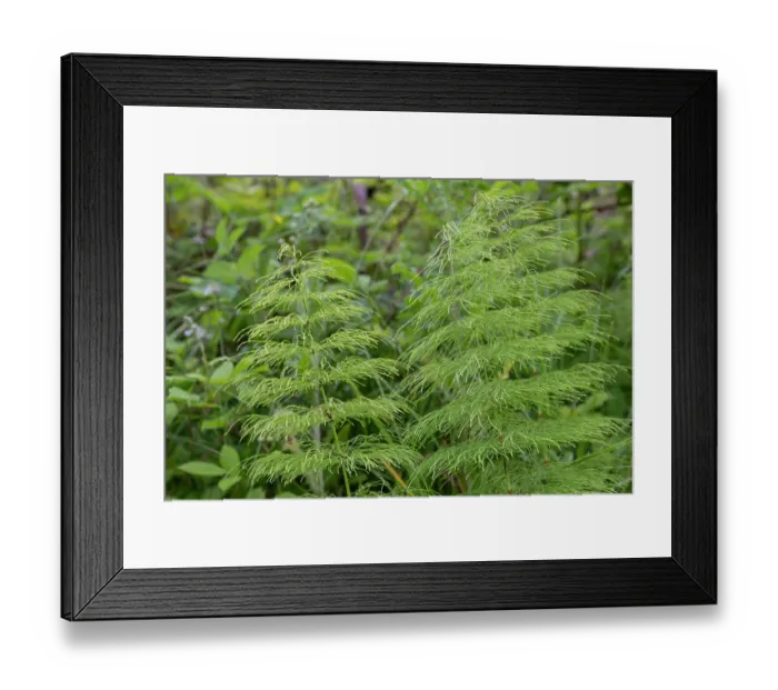 Framed Print : Wood horsetail (Equisetum sylvaticum), Mortimer Forest, Herefordshire, England, UK. June. Focus stacked Framed Print : Wood horsetail (Equisetum sylvaticum), Mortimer Forest, Herefordshire, England, UK. June. Focus stacked