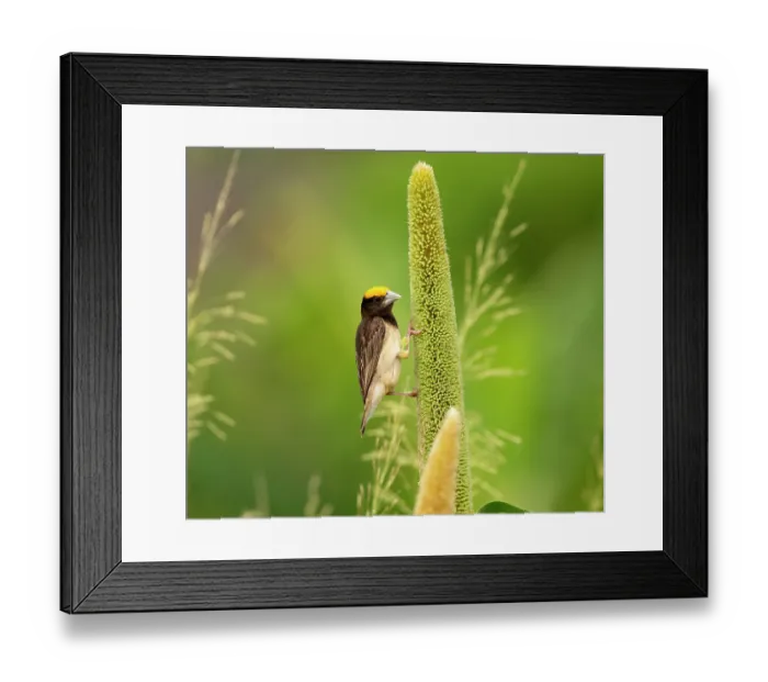 Framed Print : Black breasted weaver (Ploceus benghalensis) male in breeding plumage, perched on Pearl millet (Pennisetum glaucum), Rajasthan, India Framed Print : Black breasted weaver (Ploceus benghalensis) male in breeding plumage, perched on Pearl millet (Pennisetum glaucum), Rajasthan, India