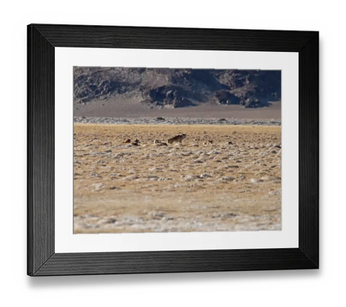 Framed Print : Himalayan wolves (Canis lupus chanco) pack resting in desert landscape, Hanle, Ladakh, India Framed Print : Himalayan wolves (Canis lupus chanco) pack resting in desert landscape, Hanle, Ladakh, India