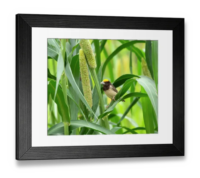 Framed Print : Black breasted weaver (Ploceus benghalensis) male in breeding plumage, perched on Pearl millet (Pennisetum glaucum), Rajasthan, India Framed Print : Black breasted weaver (Ploceus benghalensis) male in breeding plumage, perched on Pearl millet (Pennisetum glaucum), Rajasthan, India