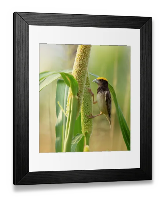 Framed Print : Black breasted weaver (Ploceus benghalensis) male in breeding plumage, feeding on Pearl millet (Pennisetum glaucum), Rajasthan, India Framed Print : Black breasted weaver (Ploceus benghalensis) male in breeding plumage, feeding on Pearl millet (Pennisetum glaucum), Rajasthan, India
