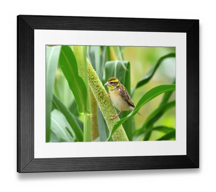 Framed Print : Black breasted weaver (Ploceus benghalensis) male perched on Pearl millet (Pennisetum glaucum), Rajasthan, India Framed Print : Black breasted weaver (Ploceus benghalensis) male perched on Pearl millet (Pennisetum glaucum), Rajasthan, India