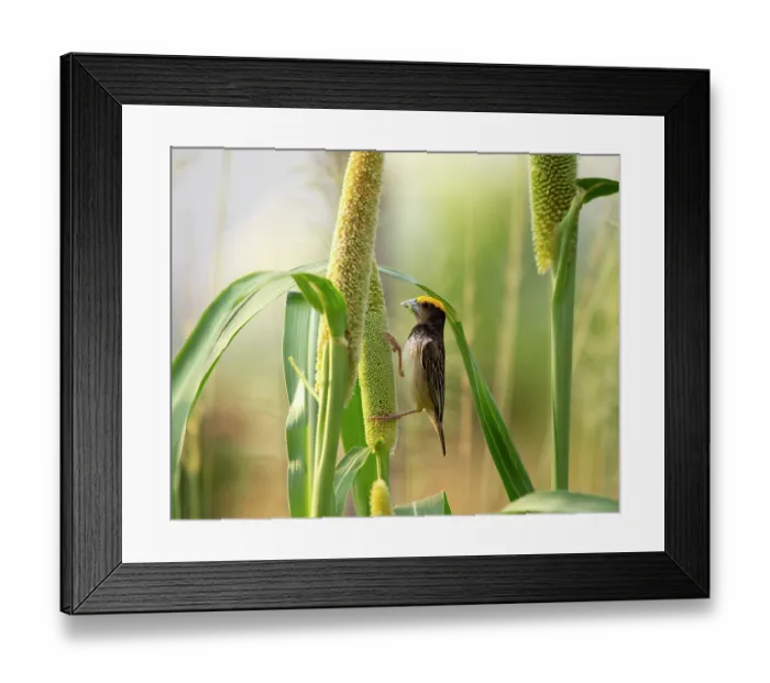Framed Print : Black breasted weaver (Ploceus benghalensis) male in breeding plumage, feeding on Pearl millet (Pennisetum glaucum), Rajasthan, India Framed Print : Black breasted weaver (Ploceus benghalensis) male in breeding plumage, feeding on Pearl millet (Pennisetum glaucum), Rajasthan, India
