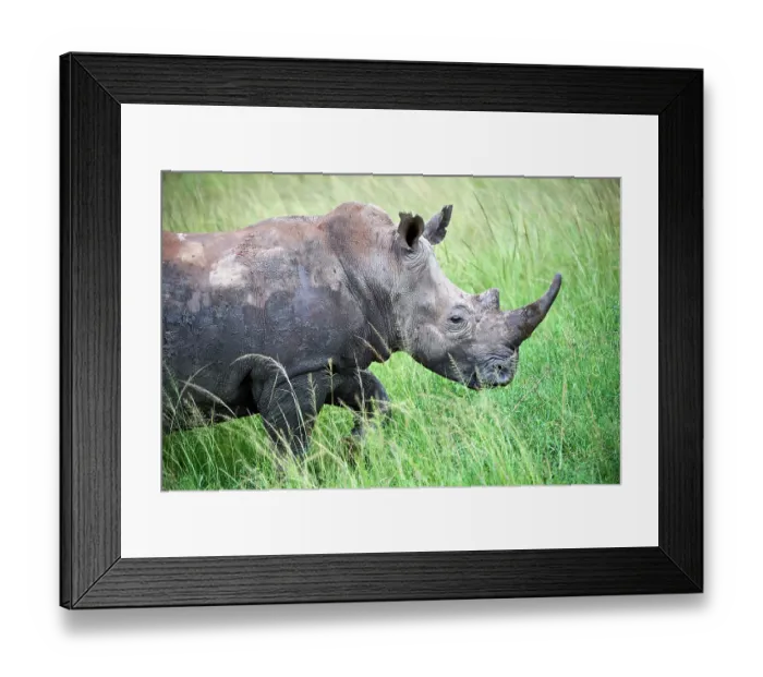 Framed Print : White rhinoceros (Ceratotherium simum) male, portrait, Akagera National Park, Rwanda Framed Print : White rhinoceros (Ceratotherium simum) male, portrait, Akagera National Park, Rwanda