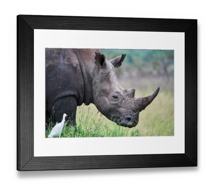 Framed Print : White rhinoceros (Ceratotherium simum) male, with Cattle egret (Bubulcus ibis), head portrait, Akagera National Park, Rwanda Framed Print : White rhinoceros (Ceratotherium simum) male, with Cattle egret (Bubulcus ibis), head portrait, Akagera National Park, Rwanda