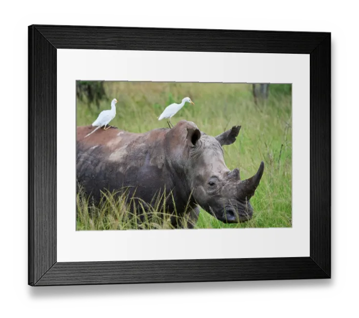 Framed Print : RF - White rhinoceros (Ceratotherium simum) male, standing in grassland with two Cattle egrets (Bubulcus ibis) perched on its back, Akagera National Park, Rwanda Framed Print : RF - White rhinoceros (Ceratotherium simum) male, standing in grassland with two Cattle egrets (Bubulcus ibis) perched on its back, Akagera National Park, Rwanda