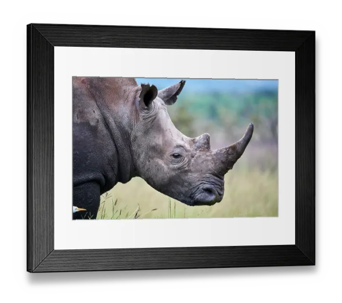 Framed Print : White rhinoceros (Ceratotherium simum) male, head portrait, Akagera National Park, Rwanda Framed Print : White rhinoceros (Ceratotherium simum) male, head portrait, Akagera National Park, Rwanda