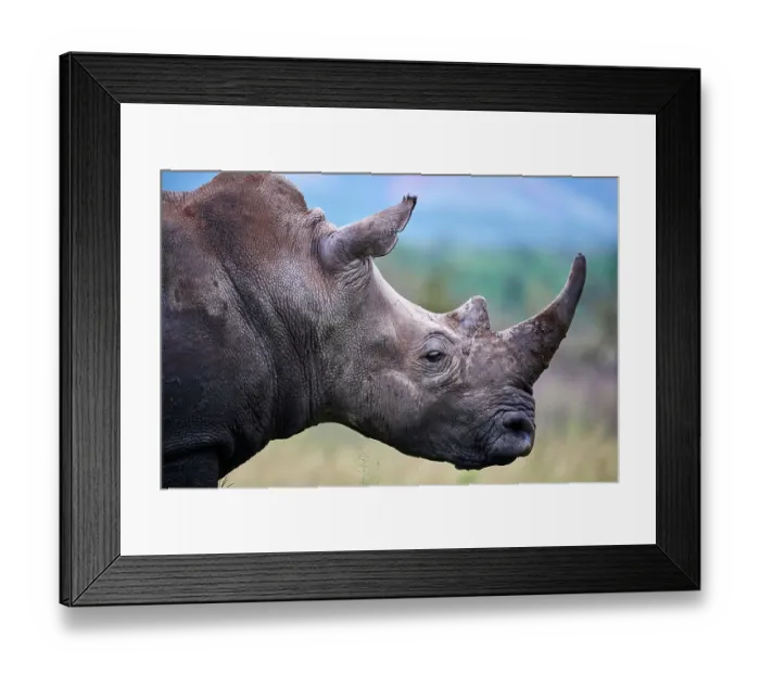 Framed Print : White rhinoceros (Ceratotherium simum) male, head portrait, Akagera National Park, Rwanda Framed Print : White rhinoceros (Ceratotherium simum) male, head portrait, Akagera National Park, Rwanda