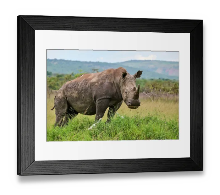 Framed Print : White rhinoceros (Ceratotherium simum) male, portrait, Akagera National Park, Rwanda Framed Print : White rhinoceros (Ceratotherium simum) male, portrait, Akagera National Park, Rwanda