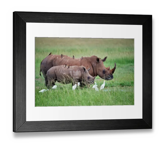 Framed Print : White rhinoceros (Ceratotherium simum) female and calf, aged one month Framed Print : White rhinoceros (Ceratotherium simum) female and calf, aged one month