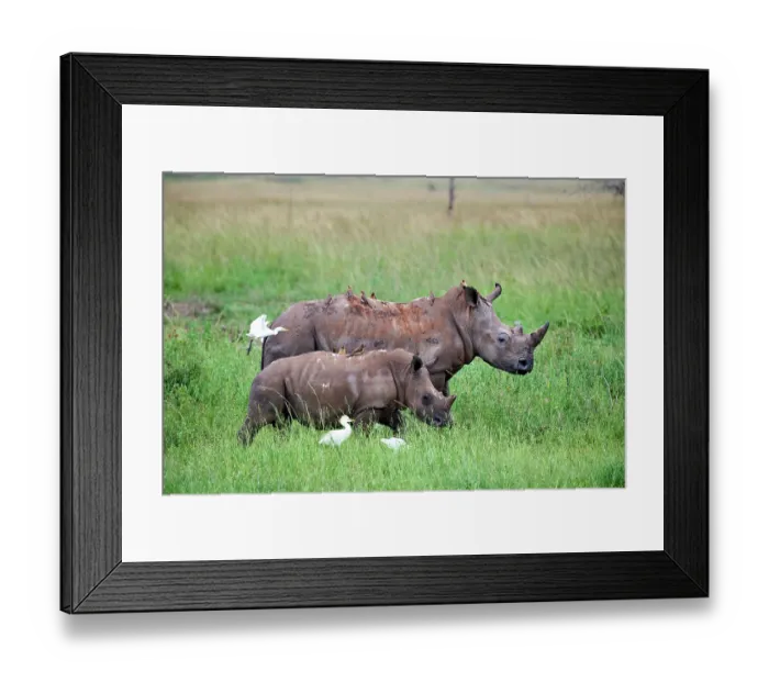 Framed Print : White rhinoceros (Ceratotherium simum) female and calf, aged one month Framed Print : White rhinoceros (Ceratotherium simum) female and calf, aged one month