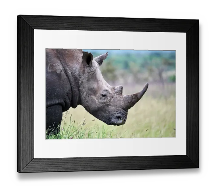 Framed Print : White rhinoceros (Ceratotherium simum) male, head portrait, Akagera National Park, Rwanda Framed Print : White rhinoceros (Ceratotherium simum) male, head portrait, Akagera National Park, Rwanda