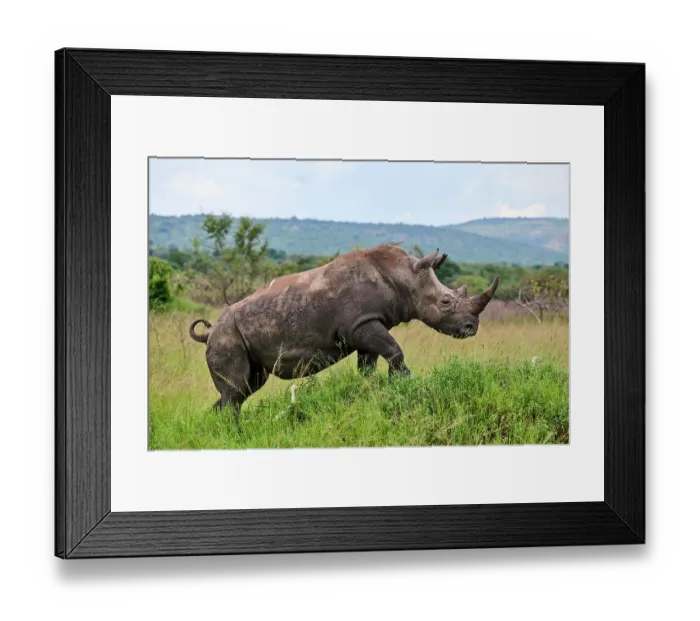 Framed Print : White rhinoceros (Ceratotherium simum) male, portrait, Akagera National Park, Rwanda Framed Print : White rhinoceros (Ceratotherium simum) male, portrait, Akagera National Park, Rwanda